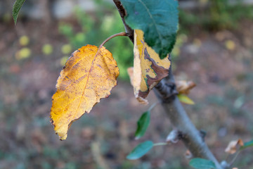 Yellowish Autumn Leaves on Tree Branch