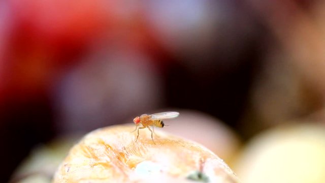 Fruit fly insect rubs its wings