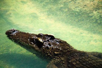 Samutprakan Crocodile Farm and Zoo