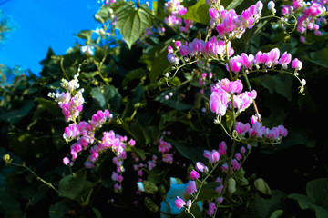 flowers in the garden