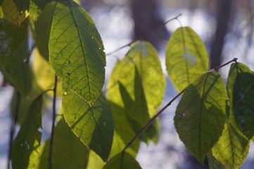 green leaves of a tree