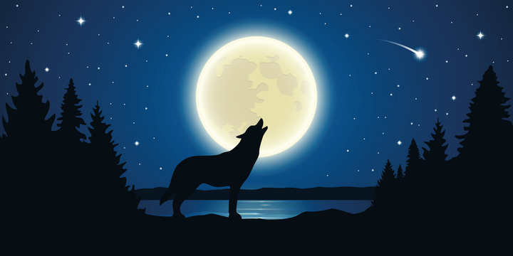 wolf howls to the full moon in a starry night vector illustration EPS10