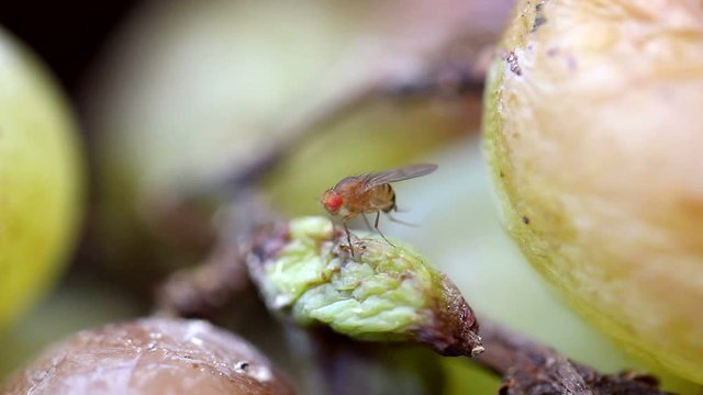 One fruit fly insect sitting on grapes