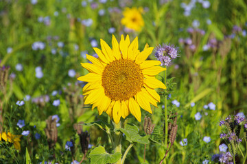 Beautiful single sunflower in autumn