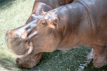 Samutprakan Crocodile Farm and Zoo