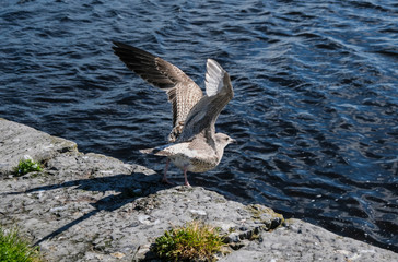 one seagull with sprea wings ready to fly towards the ocean on a sunny day