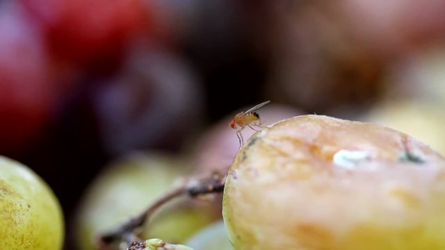 Fruit fly sits on a grape and cleans its wings