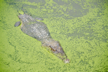 Naklejka premium Samutprakan Crocodile Farm and Zoo