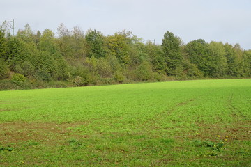 Landschaft am Obersee