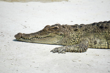 Samutprakan Crocodile Farm and Zoo
