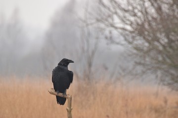 Kruk zwyczajny w polu © Katarzyna