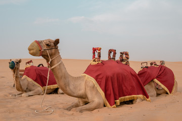 close-up of a camel on a desert background in sunny weather in summer