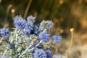 chardons bleus 