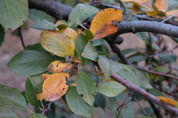 Yellowish Cherry Autumn Leaves on Tree Branch