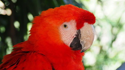 Red Macaw