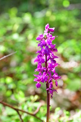 Mannsknabenkraut, Blütenstand