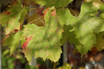 Weinblätter Herbst