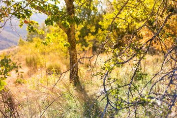 les rayons du soleil à travers les arbres de la provence