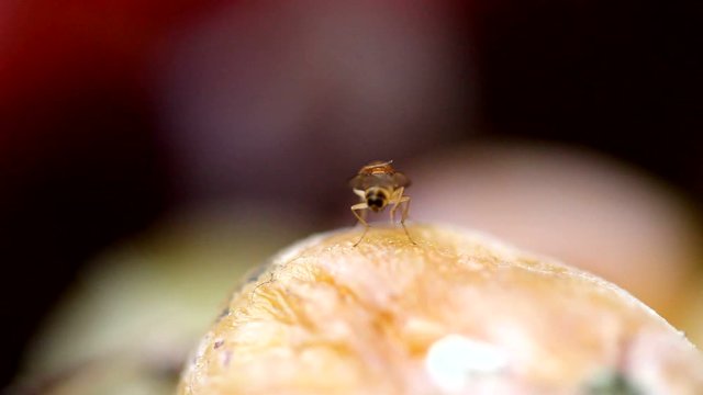 Rear view of a fruit fly cleaning its wings