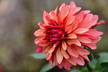 beautily dahlia flower blomming in garden