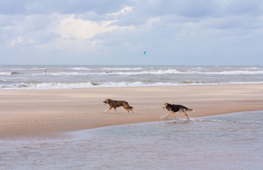 Dogs playing at the beach. Happy animals.