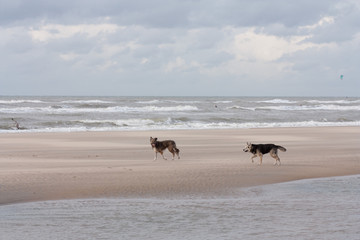 Dogs playing at the beach. Happy animals.