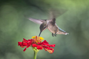 Fototapeta na wymiar Hummingbird Feeding with Blurred Wings