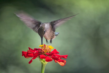 Fototapeta na wymiar Hummingbird Feeding With Wings Spread