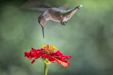 Hummingbird Hovering Over Red Flower
