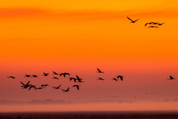 Beautiful photography of a huge flock of birds. Common Cranes (rus grus).