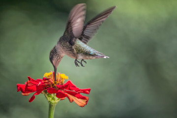 Hummingbird Feeding At Red Flower