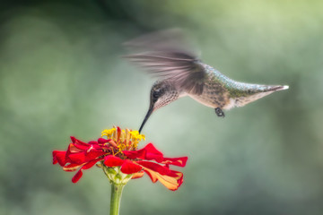 Hummingbird Feeding on Red Flower
