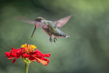 Fototapeta na wymiar Hummingbird Above Red Flower