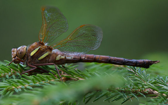 We were at Rae J&auml;rve camping area and took a small hike on RMK road where we found a golden dragonfly sitting on a tree brunch.
