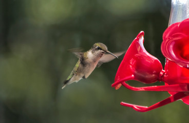 Hummingbird with Blurred Wings