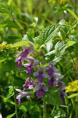 Obraz premium Großes Immenblatt