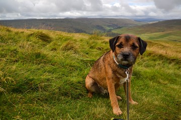 Terrier dog on grass in Yorkshire Dales