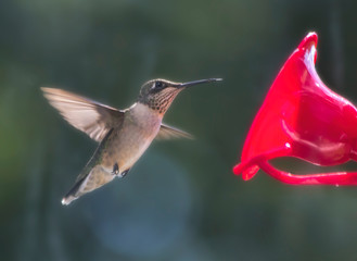 Hummingbird Closeup