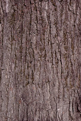 Texture background, very beautiful close up nature brown tree bark at the afternoon