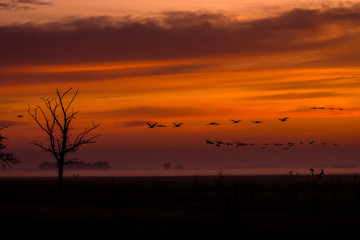 Beautiful photography of a huge flock of birds. Common Cranes (rus grus).