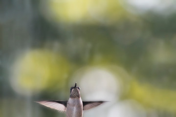 Hummingbird Looking In Window