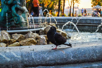 pigeon