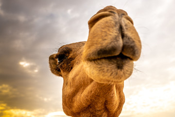 the portrait of a camel druing sunset in the desert 