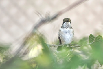 Hummingbird Looking Straight At You