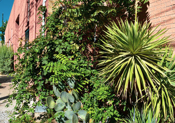 Outside City Building Plants