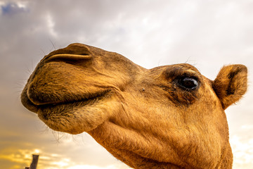 the portrait of a camel druing sunset in the desert 