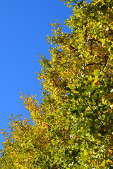 Fototapeta na wymiar 青空を背景にして、黄葉したイチョウの樹を撮影した写真
