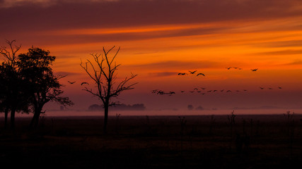 Fototapeta na wymiar Beautiful photography of a huge flock of birds. Common Cranes (rus grus).