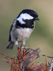 Coal tit is small black and white bird