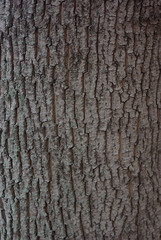 Texture background, very beautiful close up nature brown tree bark at the afternoon